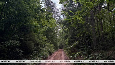 Во всех районах Брестской области ограничено посещение лесов