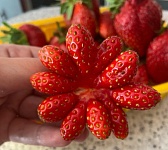 Ягоды клубники весом более 100 грамм выращивают в Дворце Лунинецкого района 