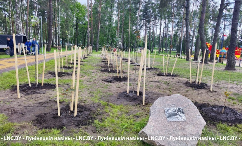 В Микашевичах высадили Аллею Семьи (фоторепортаж)
