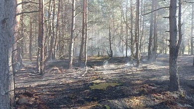 В Беларуси за сутки ликвидированы 4 лесных пожара, два из них - в Брестской области