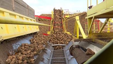 "Сладкая жизнь" началась в Беларуси! Секреты производства сахара