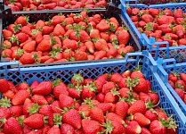 Товарная клубника нарасхват. Ситуация на оптовом рынке в Лунинецком районе 