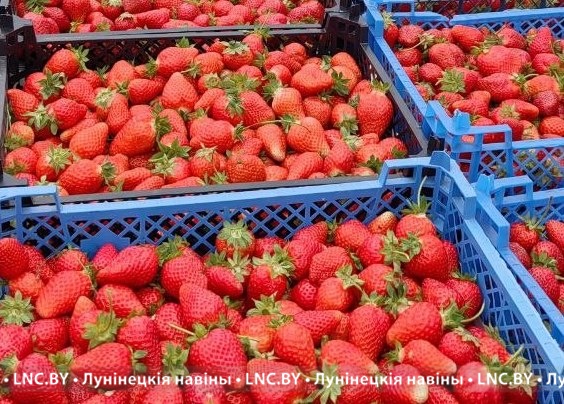 Товарная клубника нарасхват. Ситуация на оптовом рынке в Лунинецком районе 