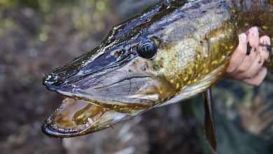 Запрет на лов щуки устанавливается в Беларуси с 1 марта