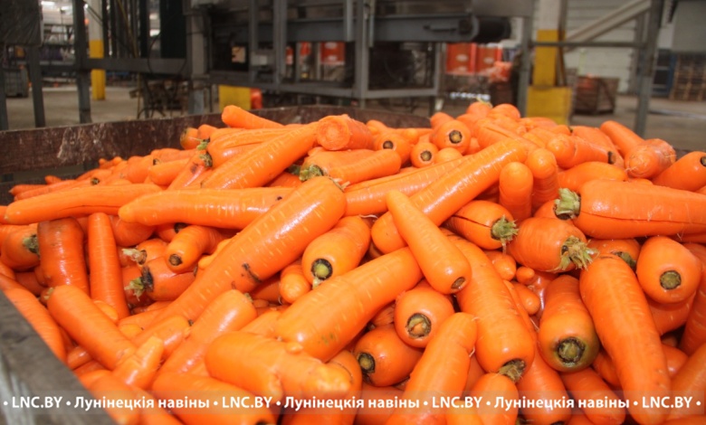 Моркови хватит для всей Беларуси только в одном Лунинецком районе
