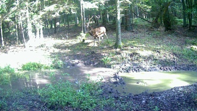 Вот такая вот красота в лесах Брестской области
