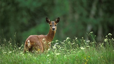 Обнаружили больное или раненое дикое животное? Что делать рассказали в Минприроды