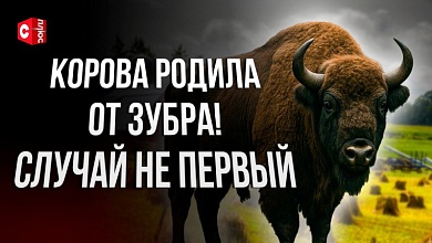Корова РОДИЛА ОТ ЗУБРА! ЧП или чудо? | Необычная история любви в Беларуси | Знаменитый телёнок