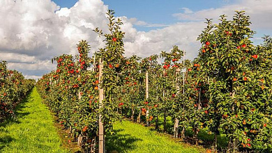 Как фермеры могут получить финансирование на закладку новых яблоневых садов, рассказали специалисты