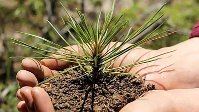 В Беларуси стартовала акция по восстановлению лесов