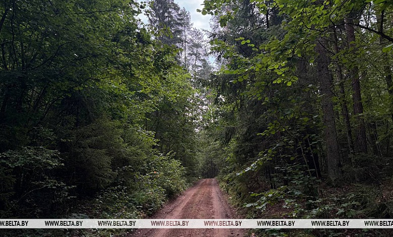 Во всех районах Брестской области ограничено посещение лесов