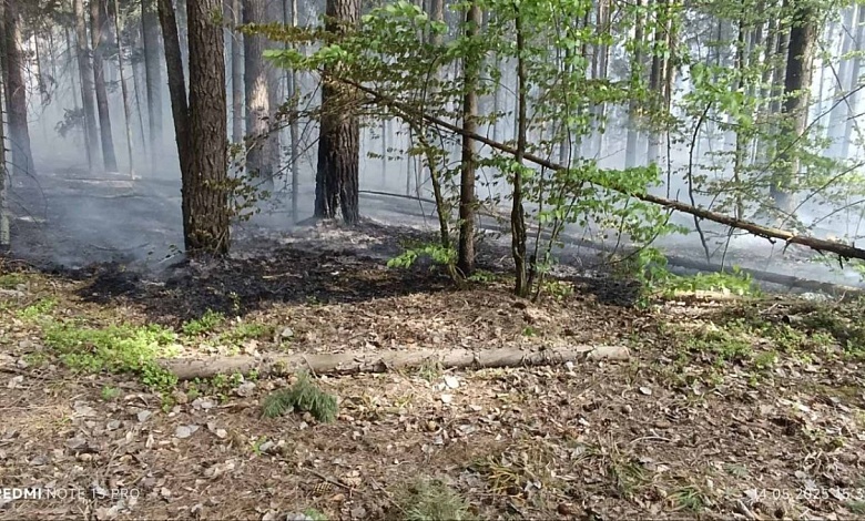Лесной пожар локализован в Лунинецком районе