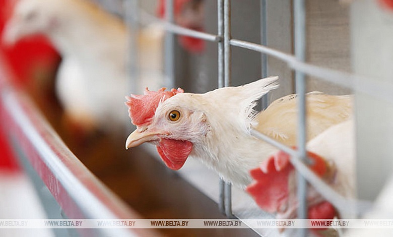 Значительное увеличение производства свинины, мяса птицы и яиц. Какие проекты реализуют в Брестской области