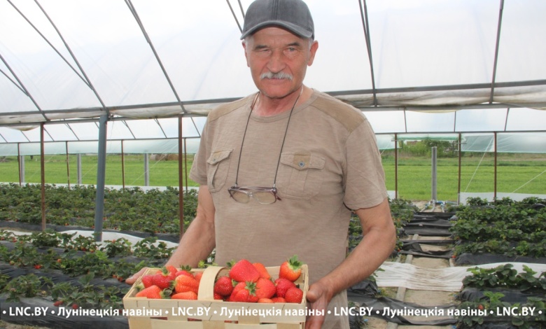 Ягодный бизнес | Клубнику от «Лючии» до «Румбы» выращивают в Лунинецком районе 