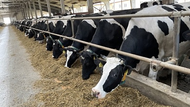 В Лунинецком районе по суточным удоям молока перешагнули рубеж в 22 килограмма в среднем на корову