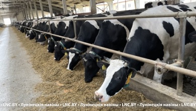 В Лунинецком районе по суточным удоям молока перешагнули рубеж в 22 килограмма в среднем на корову