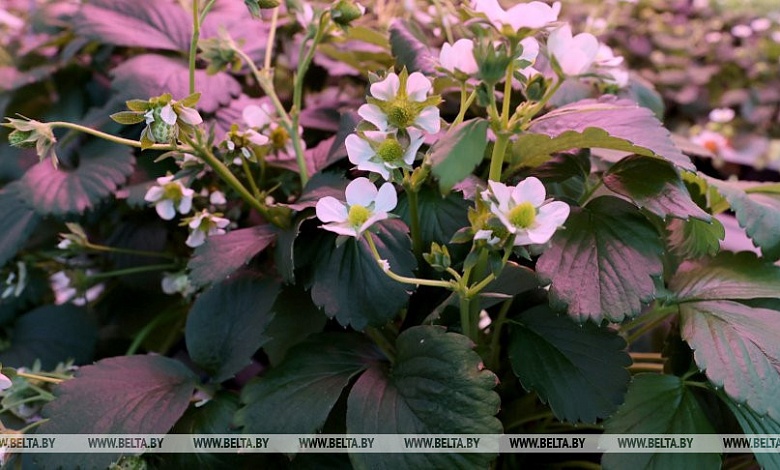 Ожидаются заморозки! Объявлено штормовое предупреждение в Беларуси на 6 мая