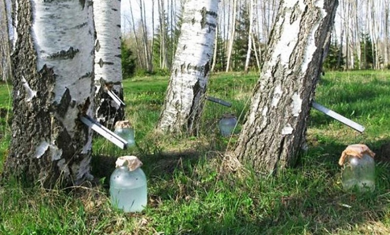 Минлесхоз: белорусы могут заниматься самозаготовкой березового сока 