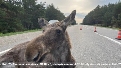С начала года произошло 60 ДТП с участием диких животных в Лунинецком районе
