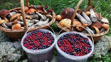 В Беларуси изменили правила сбора берёзового сока, грибов и ягод
