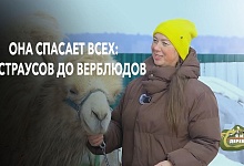  50 лошадей, 2 верблюда и прорванные трубы: как живёт самая известная спасительница животных