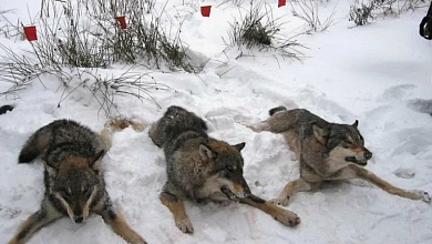 Как законно добыть волка?