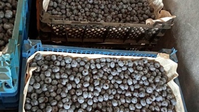 Цены на ягоды в Лунинецком районе: почем голубика, черника, малина?