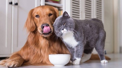 Зарегистрировать домашнее животное необходимо владельцам жилья. Как это сделать?