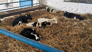 Массовая гибель телят и подделка документов. Судили работников сельхозпредприятия в Брестской области