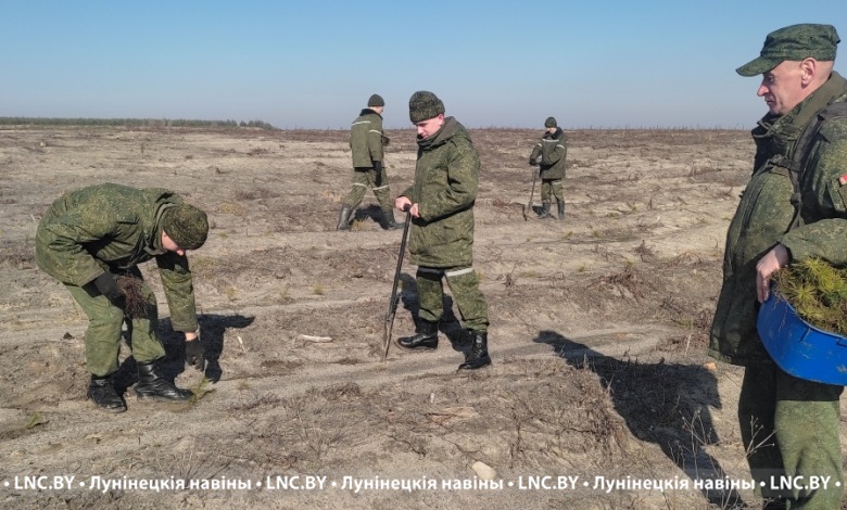 Лунинецкие военнослужащие помогли с посадкой леса в Микашевичах