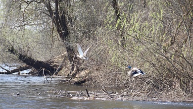 Из-за ветра объявлен оранжевый уровень в Беларуси 6 апреля 