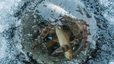 Экологи Лунинетчины призывают спасти рыбу от замора