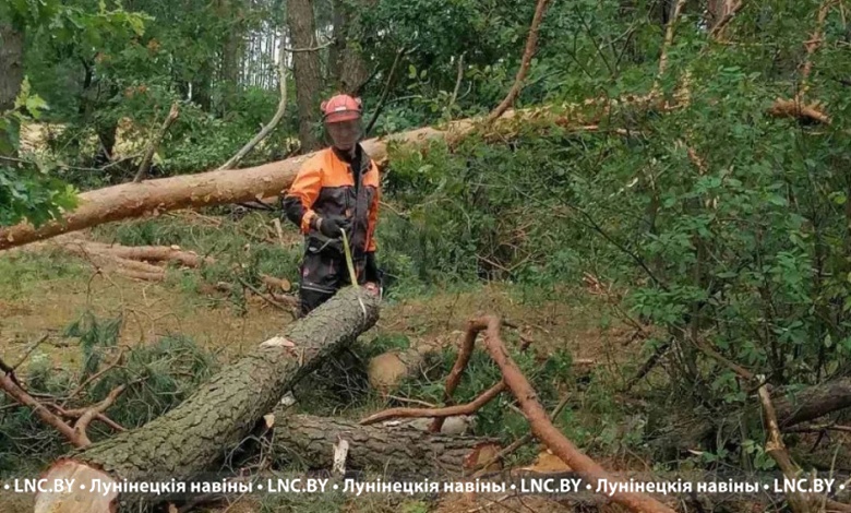 Лес повреждён на площади 71,6 га в Лунинецком районе. Ведётся разработка участков 