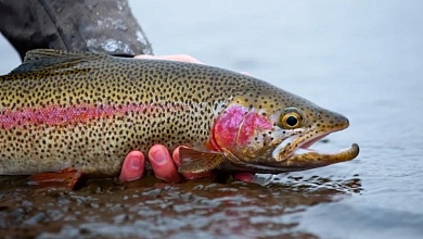 Три комплекса по выращиванию форели появятся в Беларуси в 2025 году