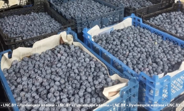 Голубика, черника или клубника: какие цены на ягоды в Лунинецком районе?