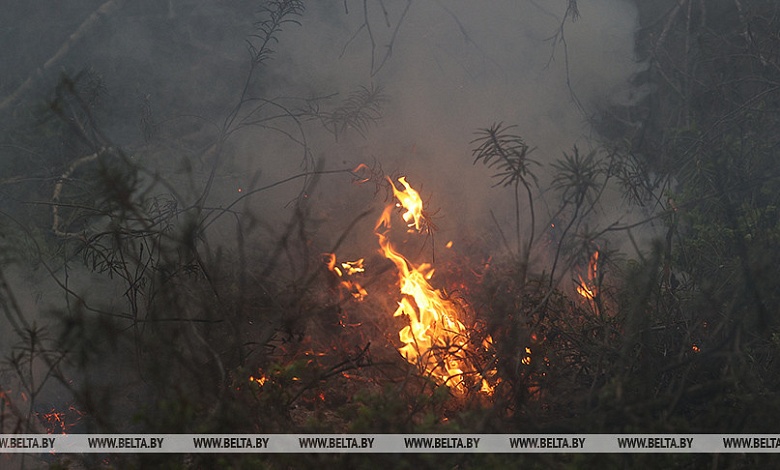 Огонь полыхает у границы Беларуси. Минлесхоз предупреждает об угрозе трансграничного пожара