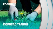 Растения-захватчики стали настоящим бедствием