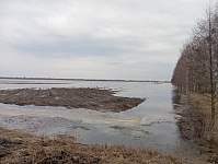 На реке Припять прорвало старую дамбу - постарались бобры. Никакой угрозы нет