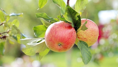 На сколько хватит белорусских яблок? Cитуация на отечественном рынке