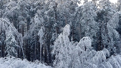 Никакого тепла в начале февраля: заметет ли Беларусь еще больше