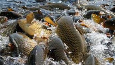 Словил не рыбку, а уголовную статью