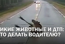 ДИКИЕ ЗВЕРИ. Гибнут водители, гибнут животные. Есть ли шанс увернуться от ДТП?