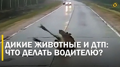 ДИКИЕ ЗВЕРИ. Гибнут водители, гибнут животные. Есть ли шанс увернуться от ДТП?