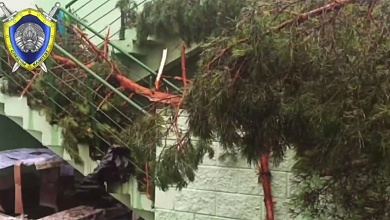 Дерево упало в лагере под Речицей. Погиб мальчик, шестеро пострадали