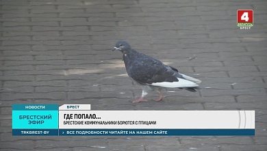 В Бресте продолжается борьба с птицами