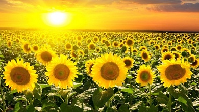 16 августа - оранжевый уровень опасности на Брестчине. О чем информирует Белгидромет? 