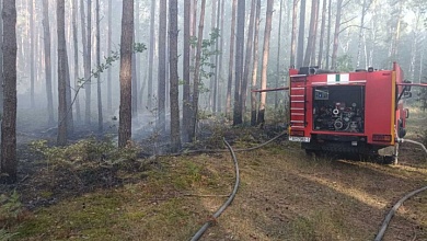 Лес горел в Брестской области. Введены ограничения на посещение