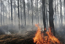 Четыре пожара ликвидированы в Беларуси за сутки, из них три — в Брестской области
