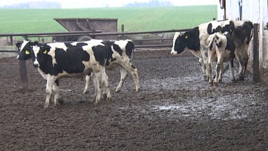 За "исцеление" теленка завели уголовное дело в Брестской области