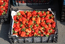 Бизнес на клубнике: хорошо заработать или понести убытки  